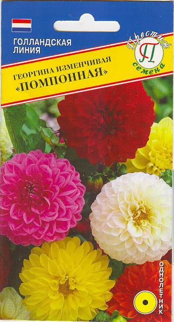 Георгина Помпонная смесь однолетник 10шт (Престиж)