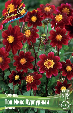 Георгина Топ Микс Пурпурный 1шт (Колорлайн)