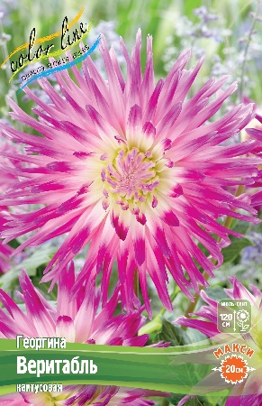 Георгина Веритабль 1шт (Колорлайн)