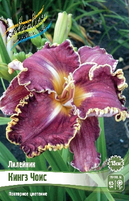Лилейник Кингз Чоис 1шт (Колорлайн)