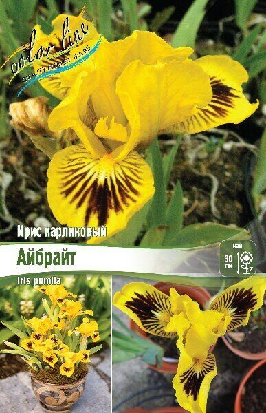 Ирис Айбрайт (Карликовый) 1шт (Колорлайн)