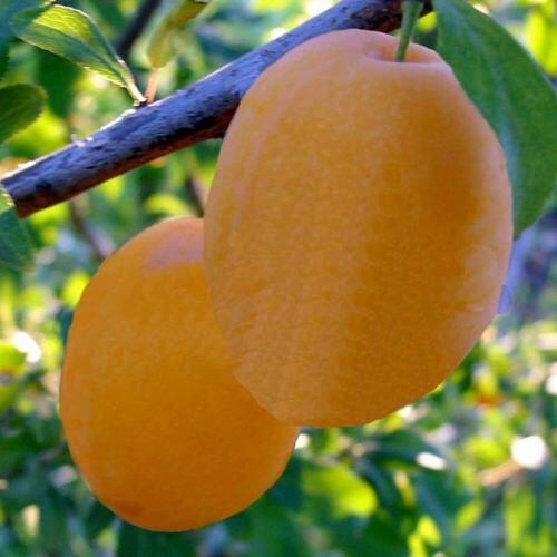 Слива Алыча Наташа (саженец с этикеткой) 1шт (Сиб сад)