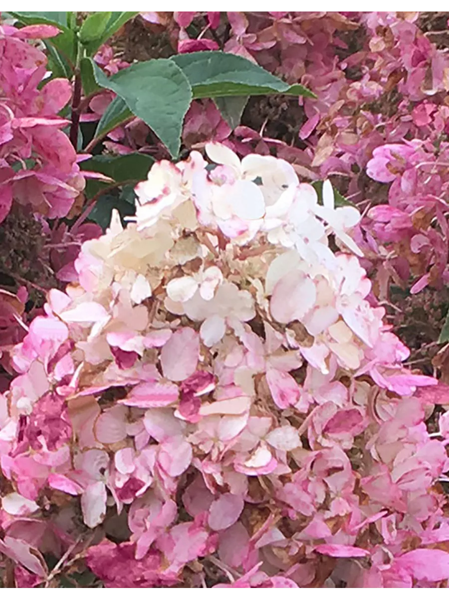 Гортензия Пандриа (Метельчатая) 1шт (Поиск)