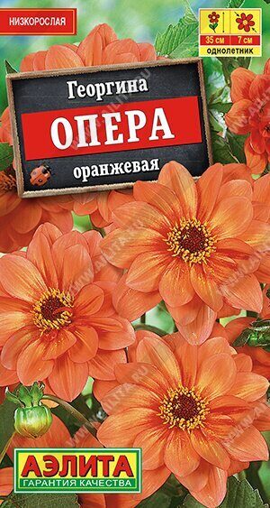 Георгина Опера оранжевая однолетник 7шт (Аэлита)
