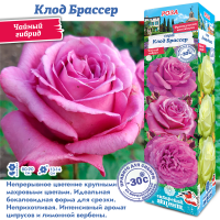 Роза Клод Брассер (Чайно-гибридная) 1шт (Сиб сад)