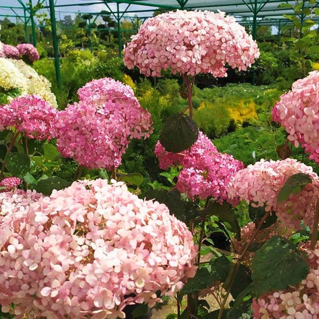 Гортензия Эко Пинк Пафф (Древовидная) 1шт (Поиск)