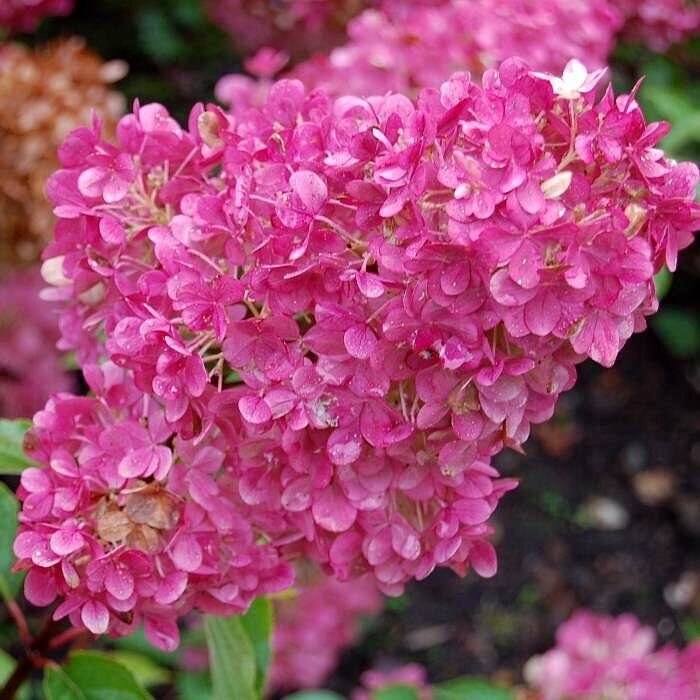 Гортензия Сандей Фрайз (Метельчатая) 1шт (Поиск)
