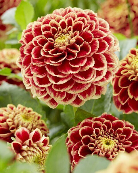 Георгина Джоуи Хаберт 1шт (Колорлайн)