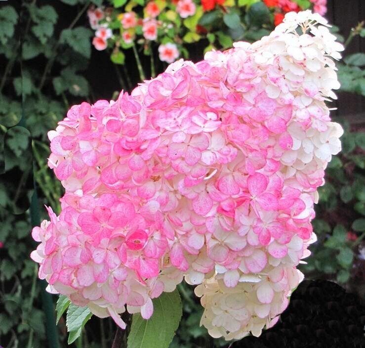 Гортензия Пинк Леди (Метельчатая) 1шт (Поиск)