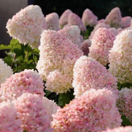 Гортензия Кэнди Лав (Метельчатая) 1шт (Поиск)