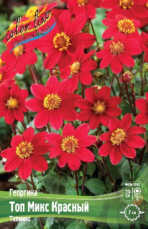 Георгина Топ Микс Красный 1шт (Колорлайн)