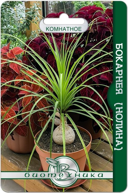 Бокарнея (нолина) Бутылочное дерево 5шт (Биотехника)