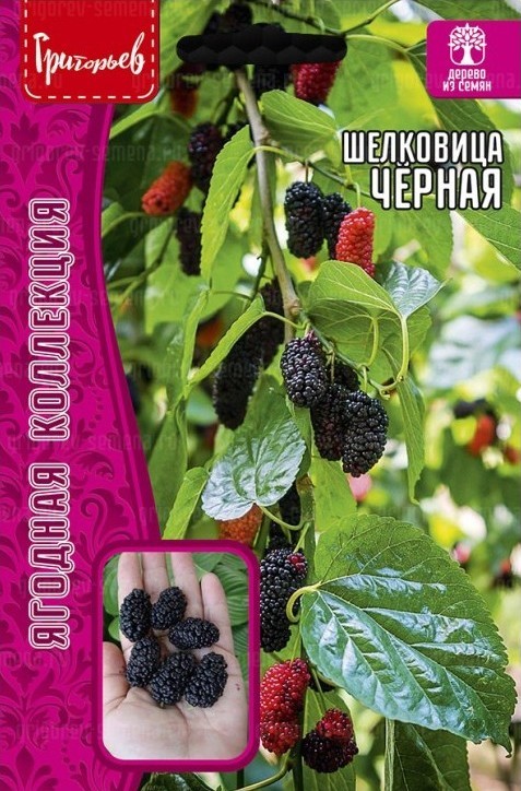 Шелковица Черная 0,2г (Ред.Сем)