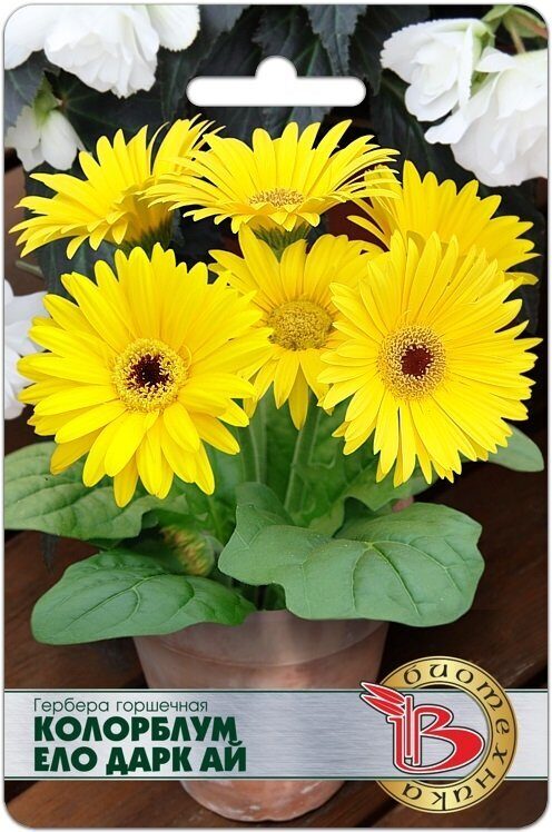 Гербера Колорблум Ело Дарк Ай 5шт (Биотехника)