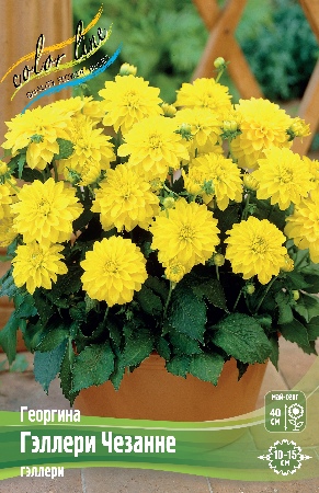 Георгина Гэллери Чезанне 1шт (Колорлайн)