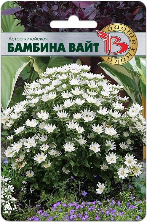 Астра Бамбина Вайт китайская однолетник однолетник  20шт (Биотехника)