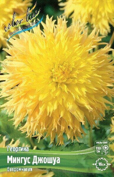 Георгина Мингус Джошуа 1шт (Колорлайн)
