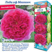 Роза Леди оф Меггинч (Английская) 1шт (Сиб сад)