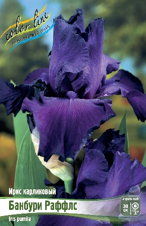 Ирис Банбури Раффлс (Карликовый) 1шт (Колорлайн)