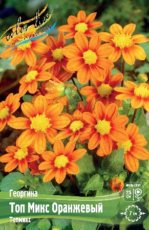 Георгина Топ Микс Оранжевый 1шт (Колорлайн)