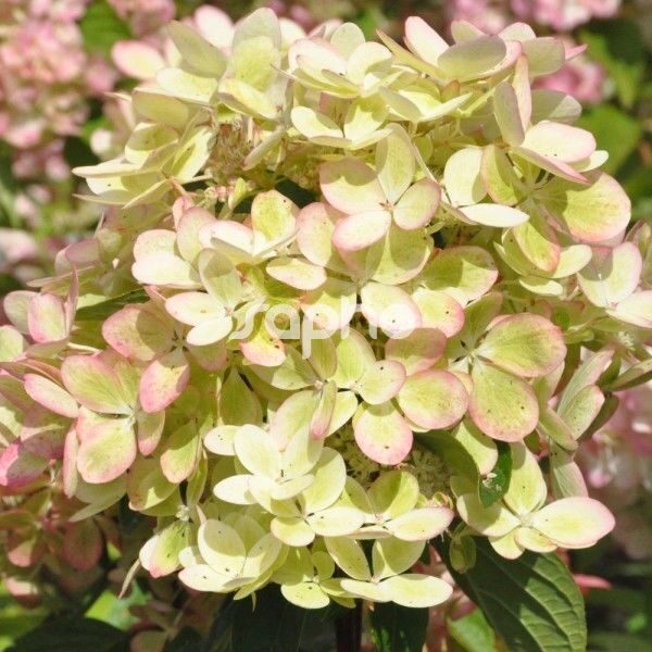 Гортензия Пастель Грин (Метельчатая) 1шт (Поиск)