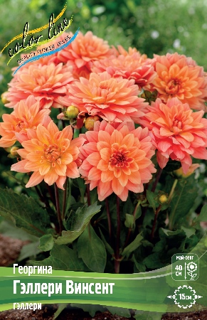 Георгина Гэллери Винсент 1шт (Колорлайн)