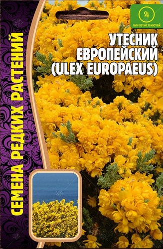 Утесник Европейский 30шт (Ред.сем)