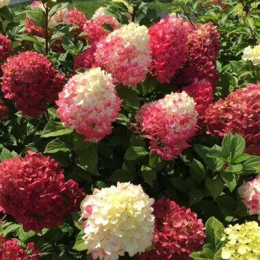 Гортензия Ред Лайт (Метельчатая) 1шт (Поиск)