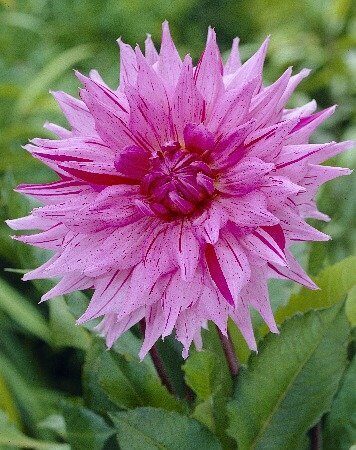 Георгина Американ Дрим 1шт (Колорлайн)