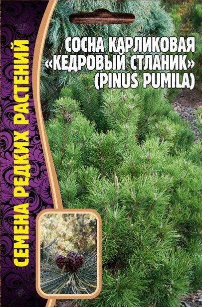 Сосна Кедровый Стланик карликовая 5шт (Ред.сем)