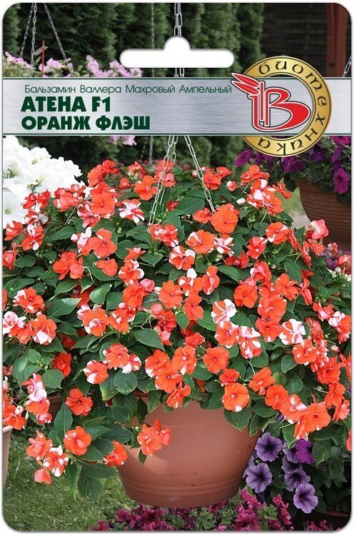 Бальзамин Валлера махровый Атена F1 Оранж Флэш 8шт (Биотехника)