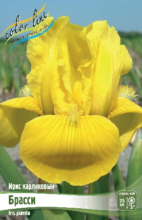 Ирис Брасси (Карликовый) 1шт (Колорлайн)