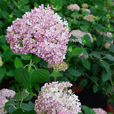Гортензия Мэджикал Пинкербелл (Древовидная) 1шт (Поиск)