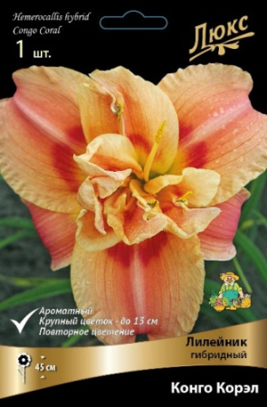 Лилейник Конго Корэл 1шт (Поиск)
