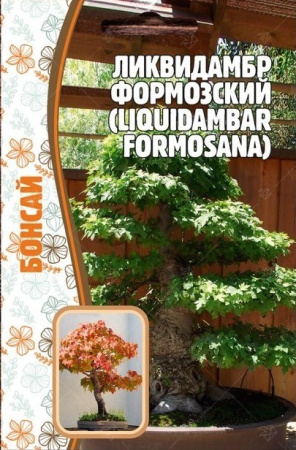 Ликвидамбар Формозский 10шт (Ред.сем)