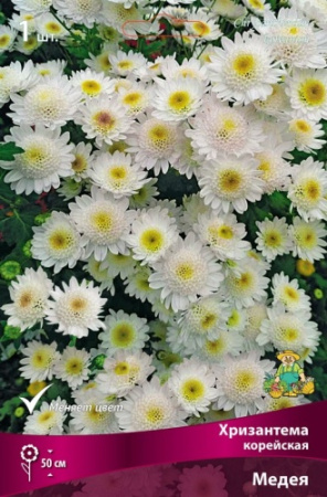 Хризантема Медея корейская 1шт (Поиск)