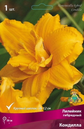 Лилейник Кондилла 1шт (Поиск)