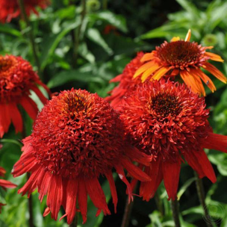 Эхинацея Свит Чили 1шт (Колорлайн)