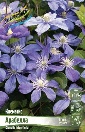Клематис Арабелла 2шт (Колорлайн)
