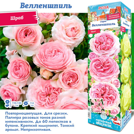 Роза Велленшпиль (Шраб) 1шт (Сиб сад)