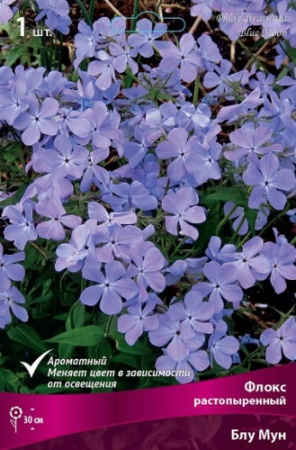 Флокс Блу Мун 1шт (Поиск)