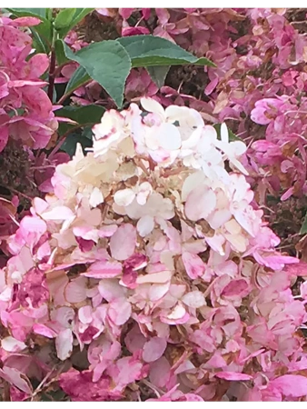 Гортензия Пандриа (Метельчатая) 1шт (Поиск)
