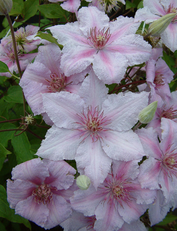 Клематис Мармори (капер) 1шт (Поиск)