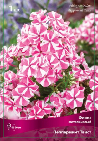 Флокс Пепперминт Твист 1шт (Поиск)