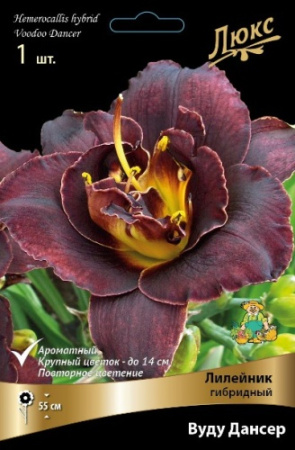 Лилейник Вуду Дансер 1шт (Поиск)