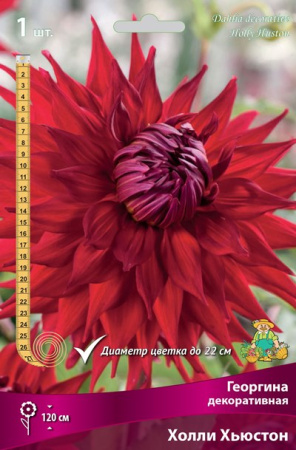 Георгина Холли Хьюстон 1шт (Поиск)