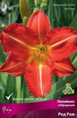 Лилейник Ред Рам 1шт (Поиск)