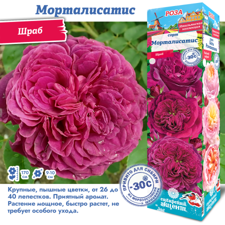 Роза Морталисатис (Шраб) 1шт (Сиб сад)