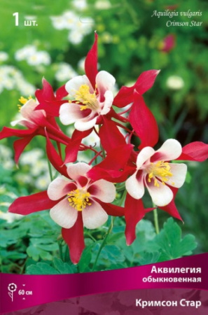 Аквилегия Кримсон Стар 1шт (Поиск)