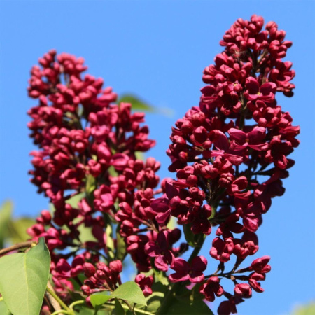 Сирень Красная Москва 1шт (Поиск)